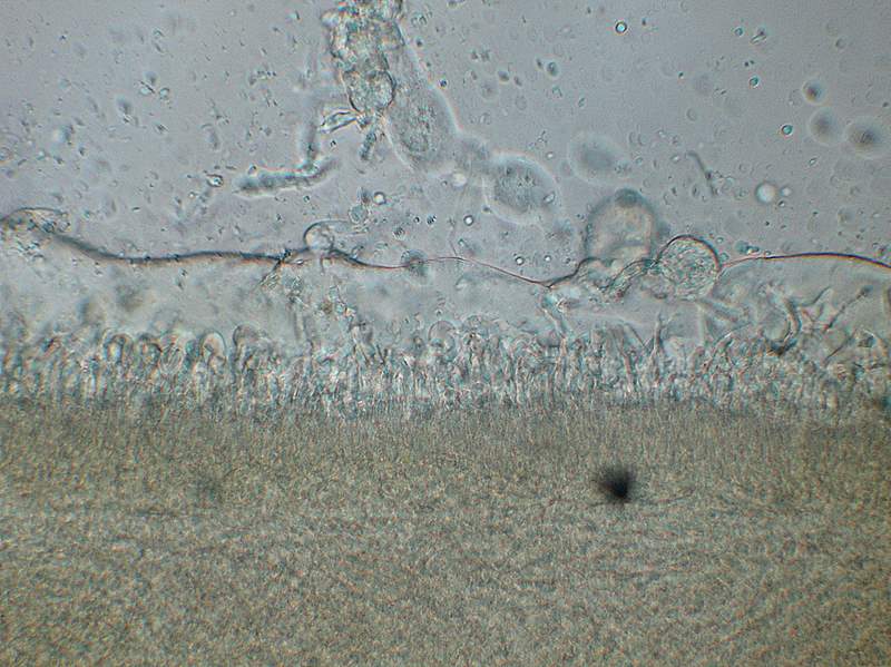 Panellus stipticus var. albidotomentosus  ?